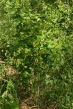 Aristolochia clematitis. Цветущее растение. Ростовская обл., Неклиновский р-н, Носовское с/п, балка Камышовая. 15.05.2013.