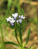 Asperula arvensis. Соцветие. Узбекистан, Ташкентская обл., зап. отроги Чаткальского хр., ур. Чимган, склон горы Кызылджар. 18.05.2013.