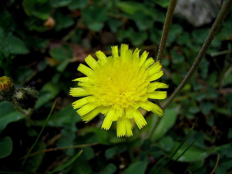 Image of genus Pilosella specimen.