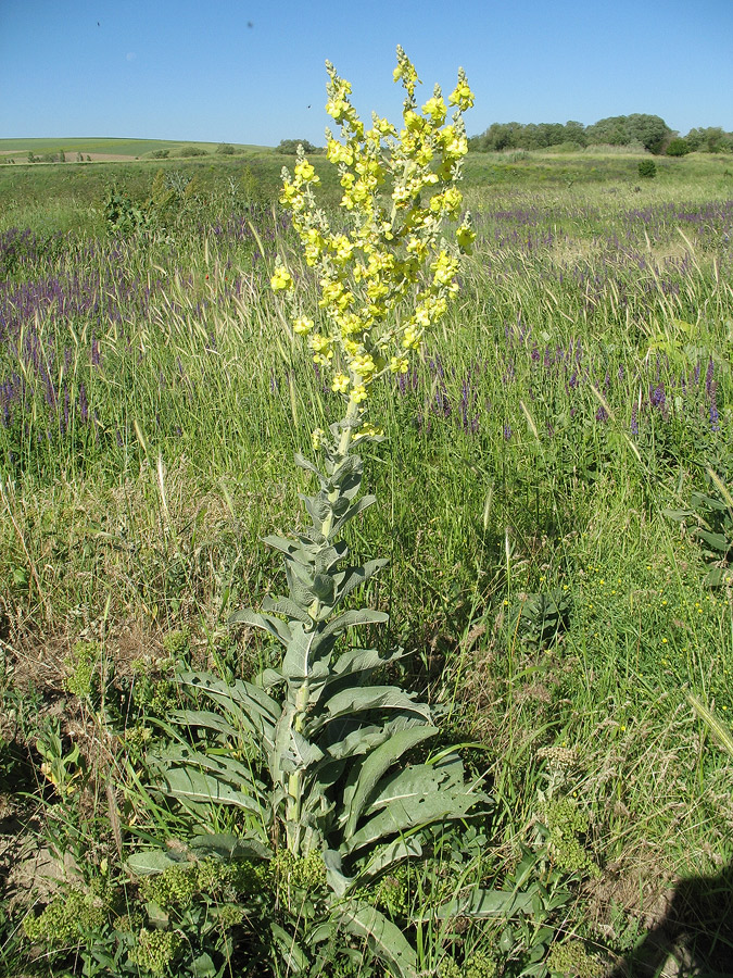 Изображение особи Verbascum songaricum.