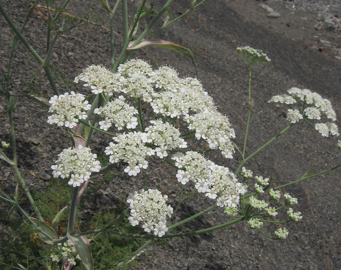 Image of Astrodaucus littoralis specimen.