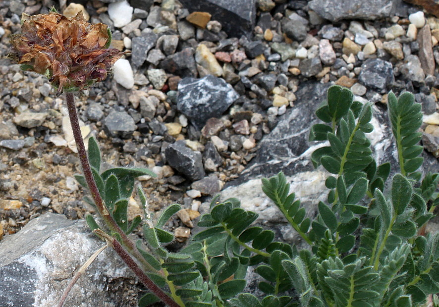 Изображение особи Anthyllis montana.