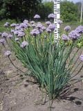 Allium ledebourianum