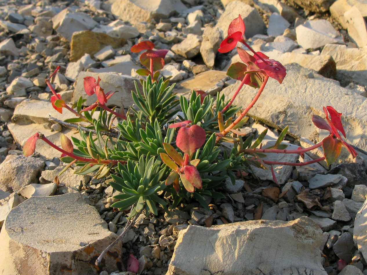 Image of Euphorbia petrophila specimen.