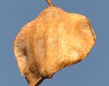 Jacaranda mimosifolia