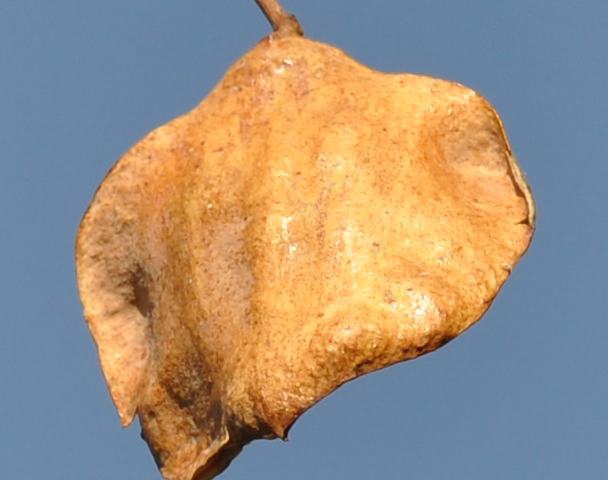 Image of Jacaranda mimosifolia specimen.