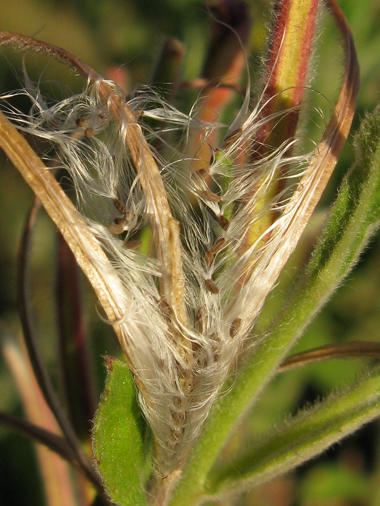 Image of Epilobium villosum specimen.