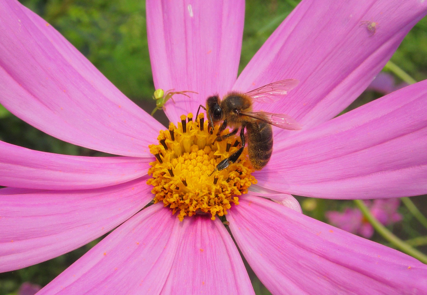 Изображение особи Cosmos bipinnatus.