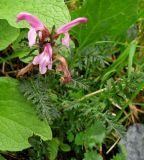 Pedicularis fissa. Цветущее растение. Красноярский край, Ермаковский р-н, природный парк \"Ергаки\", Кулумысский хребет, близ Циркового озера, курумники. 14.08.2007.