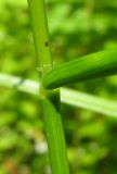 Glyceria lithuanica