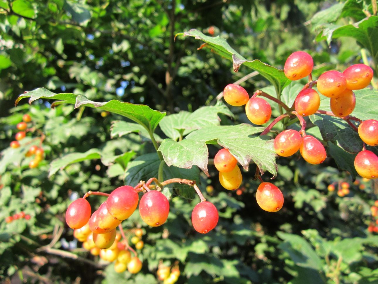 Изображение особи Viburnum opulus.