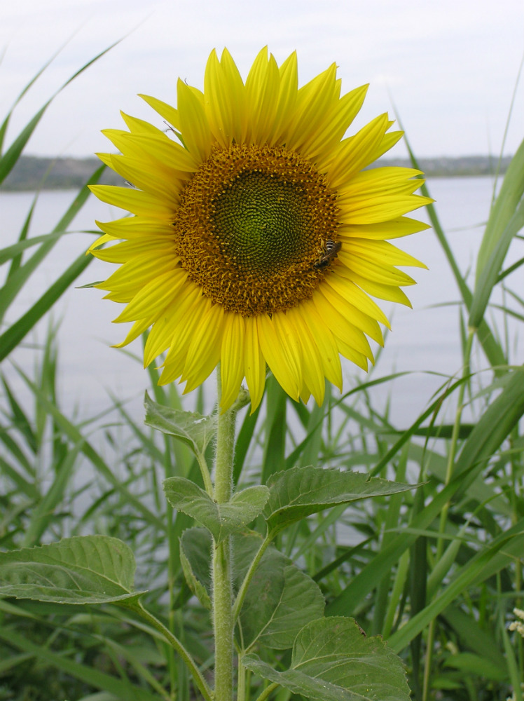 Изображение особи Helianthus annuus.