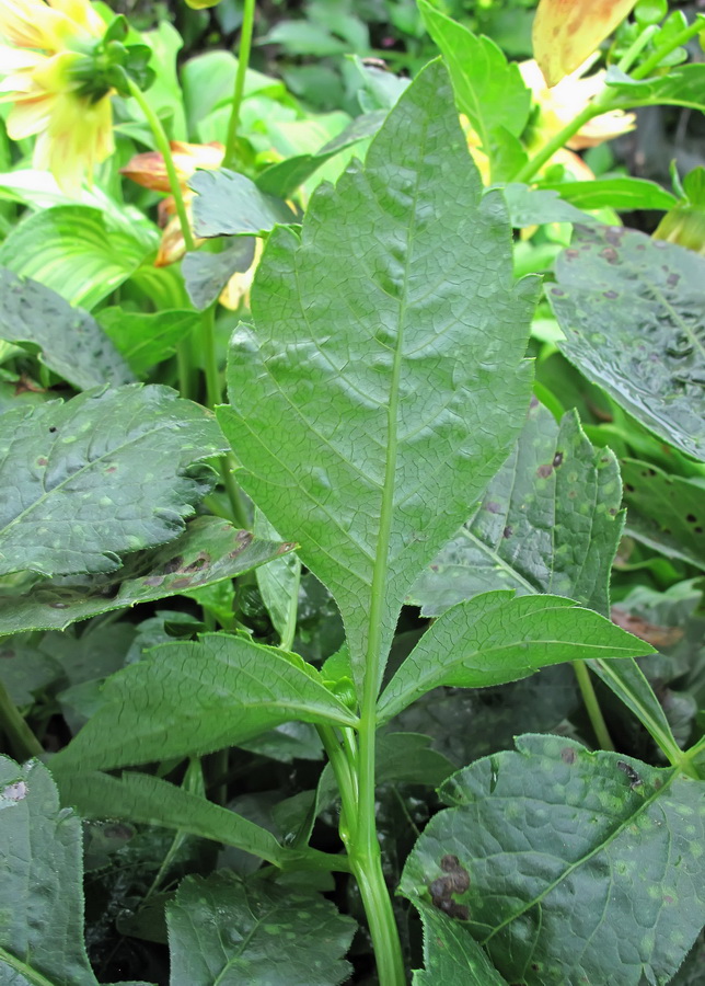 Image of Dahlia × cultorum specimen.
