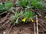 Ajuga chia