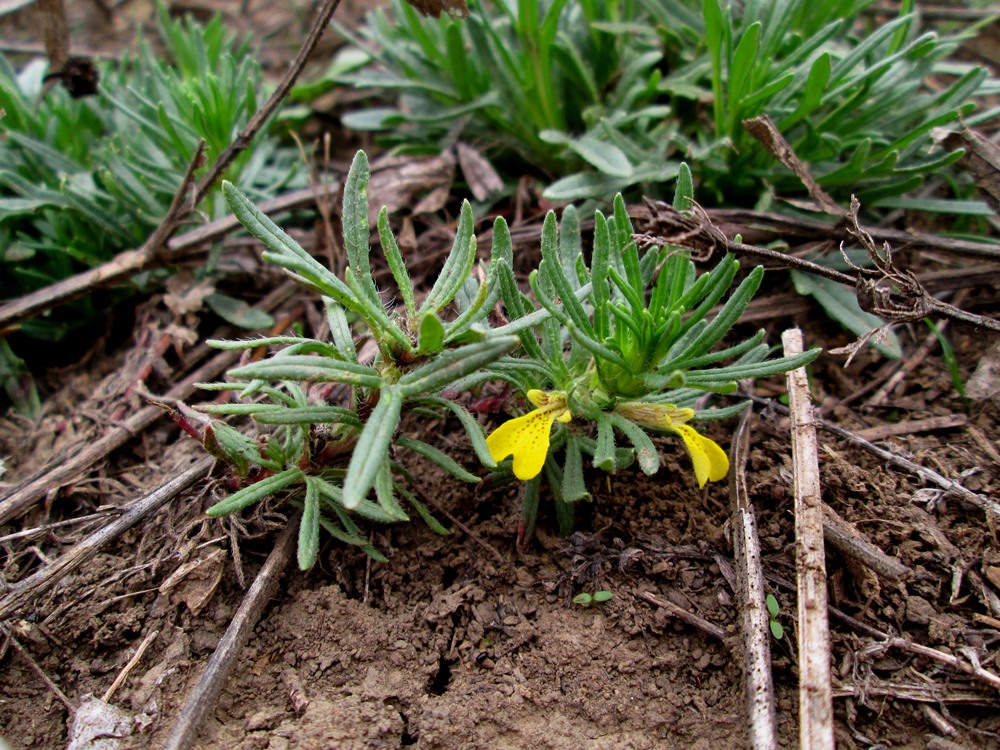 Изображение особи Ajuga chia.