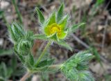 Potentilla recta