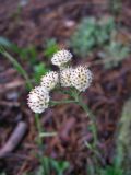 Antennaria dioica