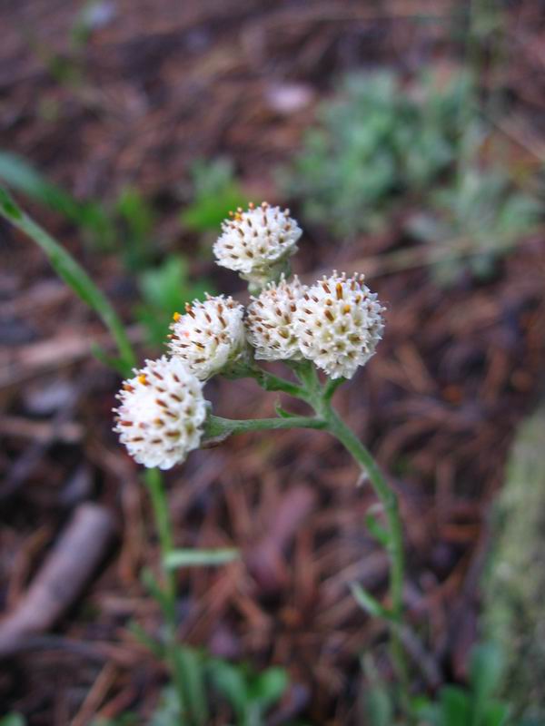 Изображение особи Antennaria dioica.