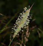 Phleum pratense