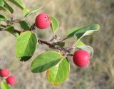 Cotoneaster tauricus. Ветвь кустарника с плодами. Крым, окр. Феодосии, Арматлукская долина, степной склон. 10 октября 2013 г.