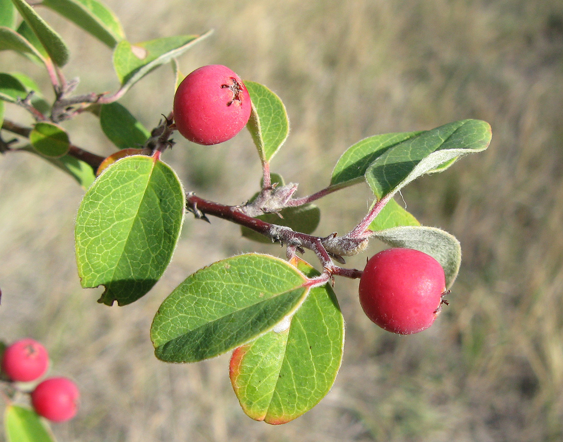 Image of Cotoneaster tauricus specimen.