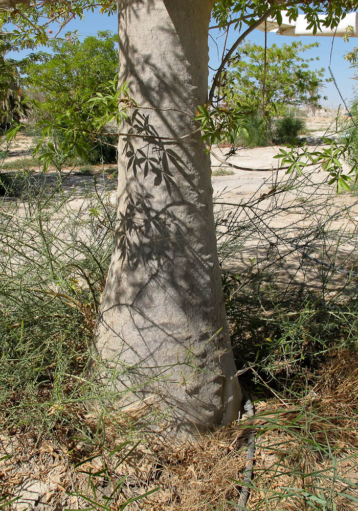 Изображение особи Adansonia digitata.