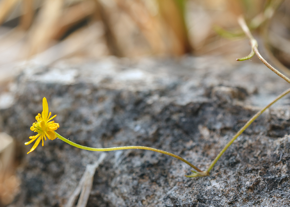 Image of Ranunculus reptans specimen.