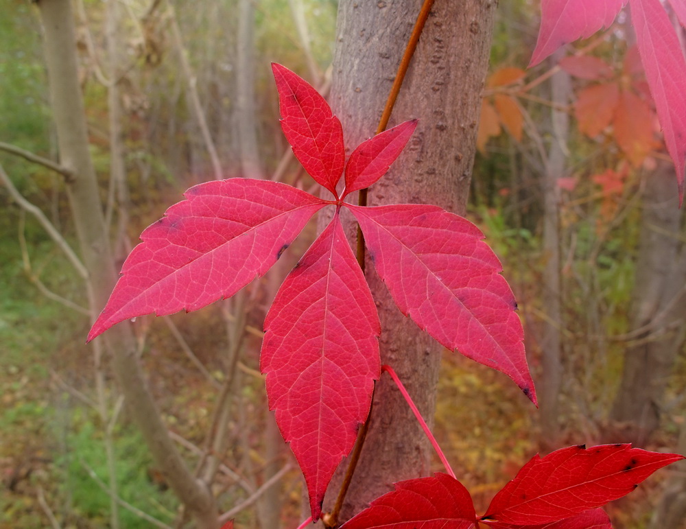 Image of Parthenocissus quinquefolia specimen.