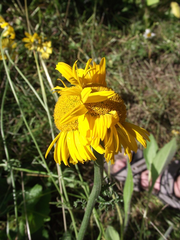 Изображение особи род Anthemis.