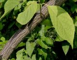 Pterostyrax hispidus. Средняя часть ветви. Германия, г. Дюссельдорф, Ботанический сад университета. 14.08.2013.