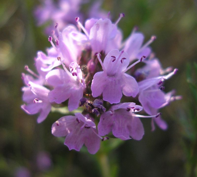 Image of Thymus pallasianus specimen.