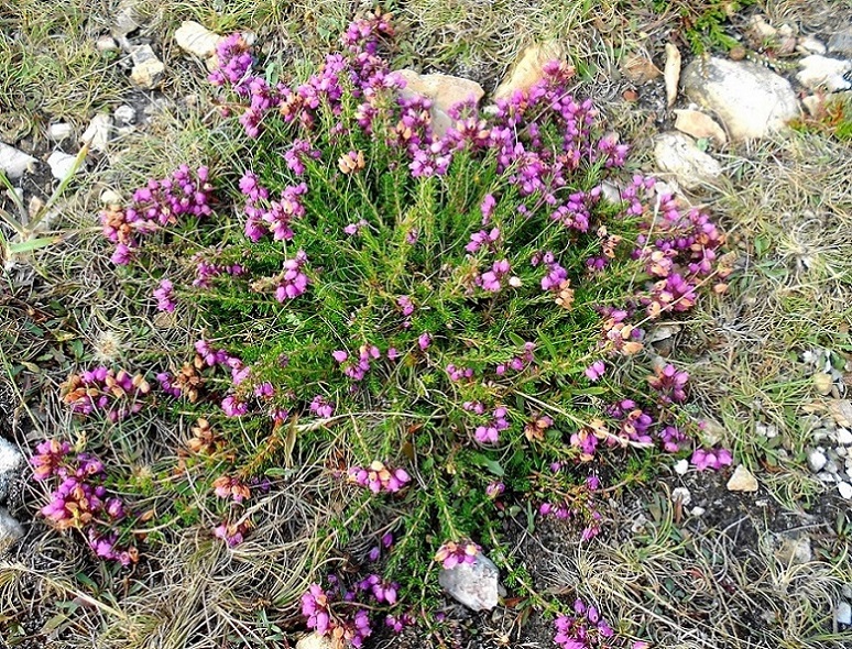 Image of Erica cinerea specimen.