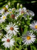 genus Symphyotrichum. Соцветия в разной степени развития. Германия, г. Duisburg, Ботанический сад. 20.09.2013.