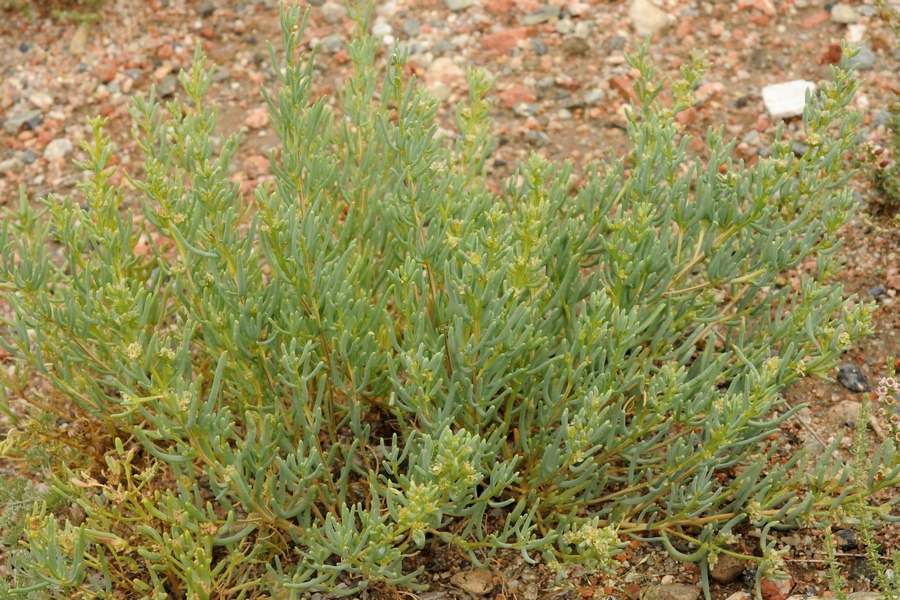 Image of Sympegma regelii specimen.