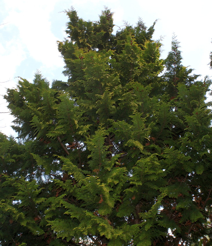 Image of Chamaecyparis lawsoniana specimen.