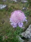 Scabiosa columbaria. Соцветие. Крымский природный заповедник, Бабуган яйла, гора Роман-Кош. 07.07.2009.