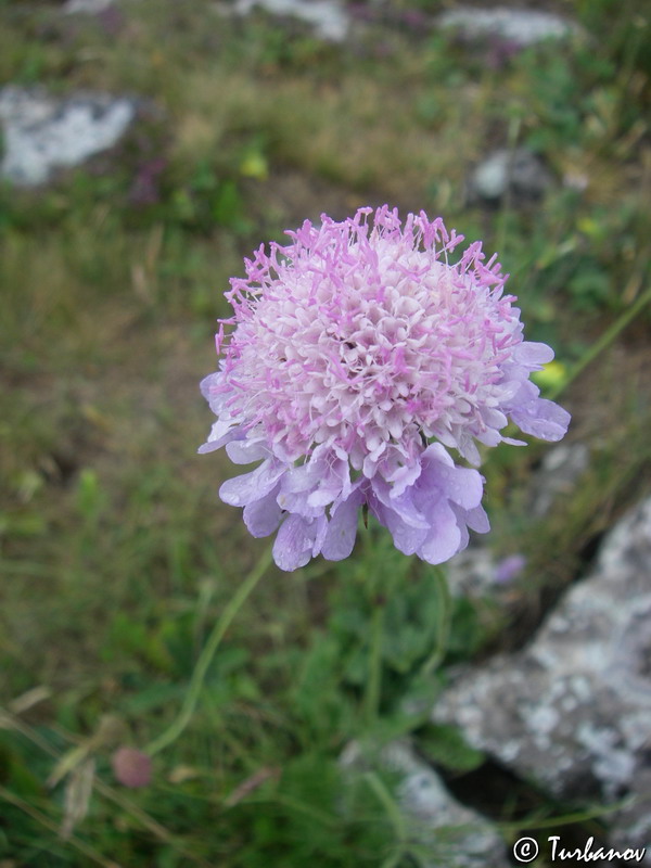 Image of Scabiosa columbaria specimen.