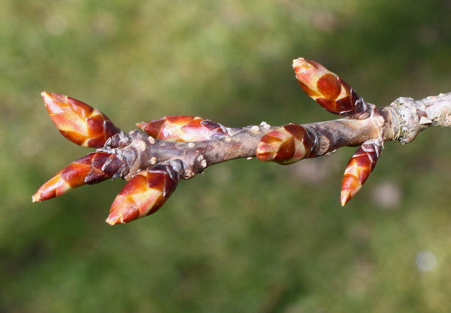 Image of Prunus serrulata specimen.