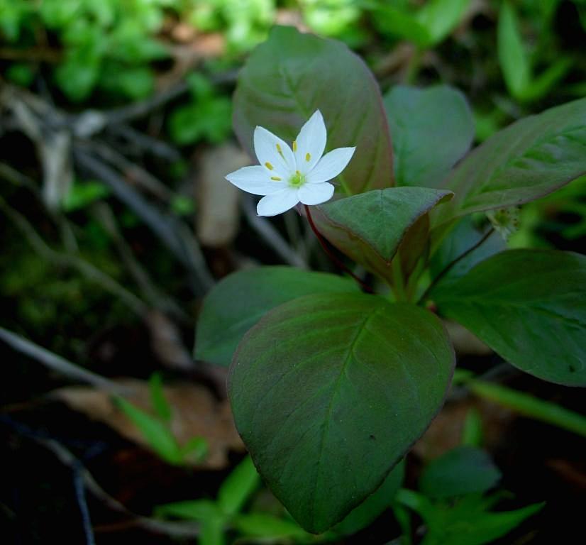 Image of Trientalis europaea specimen.