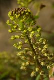 Lepidium perfoliatum. Соцветие, частично плодоносящее. Украина, Луганская обл., г. Кировск, у грунтовой дороги в балке. 03.05.2014.