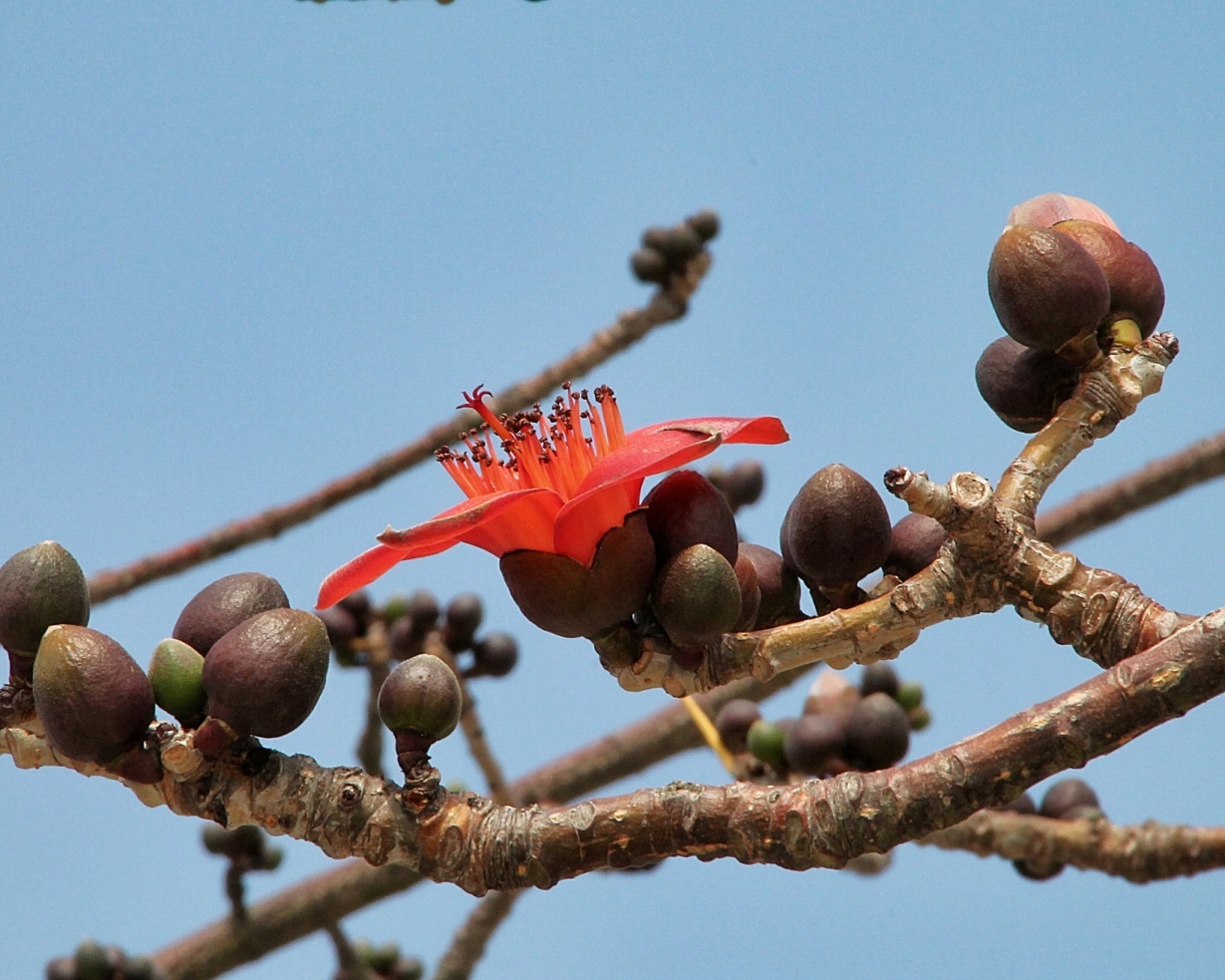 Image of Bombax ceiba specimen.