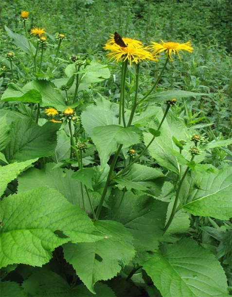 Изображение особи Telekia speciosa.