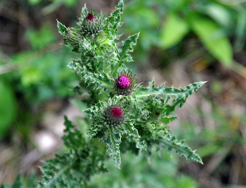 Изображение особи Carduus acanthoides.