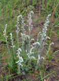 Artemisia stelleriana. Цветущие растения. Приморье, Сихотэ-Алинь, устье р. Джигитовка, песчаный берег реки. 04.08.2012.