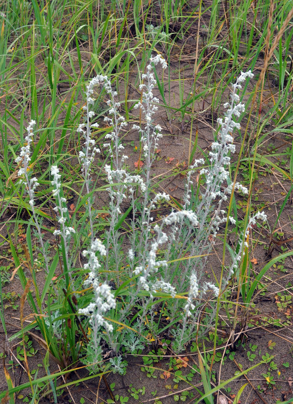 Изображение особи Artemisia stelleriana.