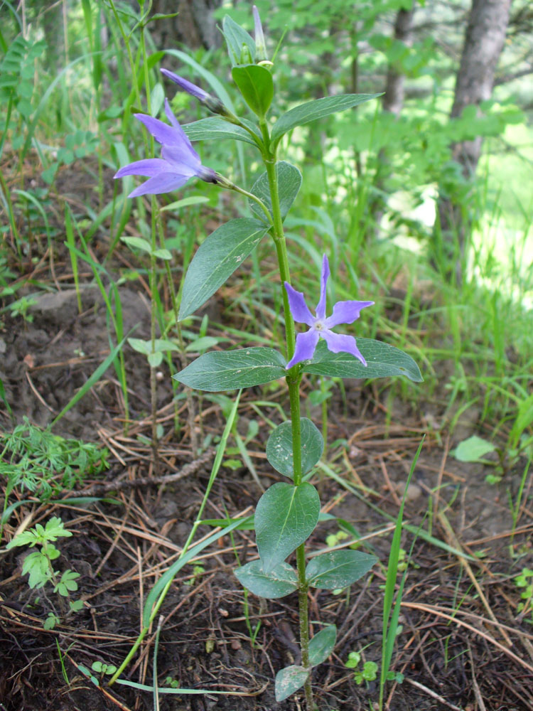 Изображение особи Vinca herbacea.