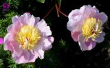 Paeonia lactiflora. Цветки. Германия, г. Дюссельдорф, Ботанический сад университета. 02.06.2014.