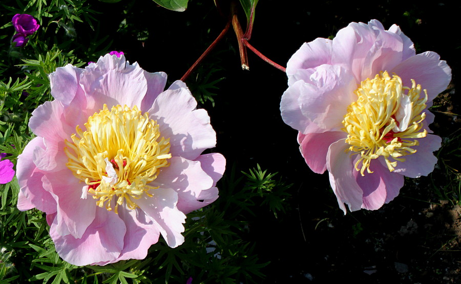 Image of Paeonia lactiflora specimen.