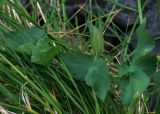 Heracleum apiifolium. Лист. Адыгея, Кавказский биосферный заповедник, долина реки Киша, субальпика, 1820 м н.у.м. 03.07.2014.