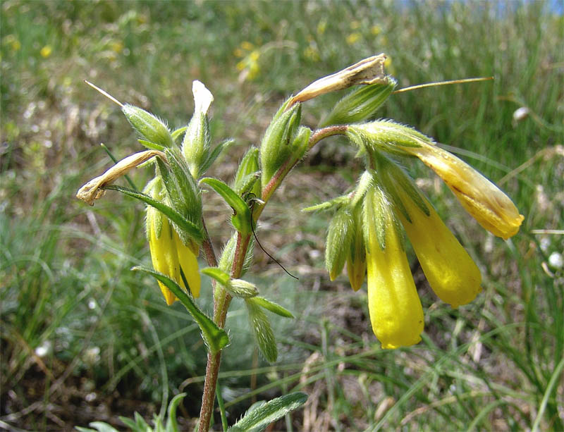 Image of Onosma caucasica ssp. oligotricha specimen.